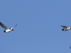 05 Austernfischer Heudamm 08.05.2018 452