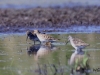 07 Graubruststrandlaeufer Heudamm 08.05.2018 812