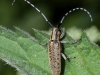 01 Distelbock Agapanthia villosoviridescens Ins.RdumsStMe 15.05.2018 070
