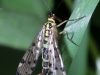 02 Gemeine Skorpionsfliege Panorpa communis Ins.RdumsStMe 15.05.2018 051