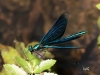 02 Blauflügel Prachtlibelle  Calopteryx virgo  RdumsStMe 20.05.2018 106