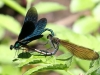 03 Blauflügel Prachtlibelle  Calopteryx virgo RdumsStMe 21.05.2018 319