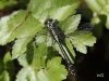 04 Gemeine Keiljungfer Gomphus vulgatissimus RdumsStMe 20.05.2018 094