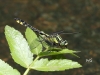 05 Gemeine Keiljungfer Gomphus vulgatissimus RdumsStMe 21.05.2018 307