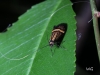 06 Langhornmotte  Nemophora degeerella RdumsStMe 19.05.2018 049