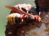 01 Hornisse Vespa crabro Baumsaft einer gefaellten Eiche 25.05.2018 042