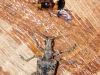 02 Eichen-Zangenbock Rhagium sycophanta Gemeine Waldschwebfliege Volucella inflata Ins. RdumsStMe 26.05.2018 055