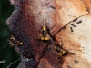 05 Gemeine Waldschwebfliege  RdumsStMe 26.05.2018 060
