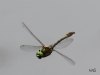 06 Glaenzende Smaragdlibelle Somatochlora metallica 24.05.2018 112
