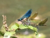 07 Gebaenderte Prachtlibelle  Calopteryx splendens 25.5.2018 149