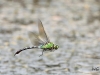 08 Große Koenigslibelle Weibchen Anax imperator  Heudamm 23.05.2018 312 - Kopie