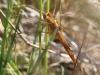 10 Feuerlibelle Crocothemis erythraea Weibchen Hagenburger Kanal 27.05.2018 014