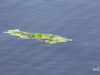 11 Großes Granatauge Erythromma najas  Insel Hagenburger Kanal 27.05.2018 001