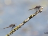 010 Große Moosjungfer RdumsStMe 29.05.2018 155