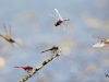 012 Große Moosjungfer +Feuerlibelle   RdumsStMe 29.05.2018 172
