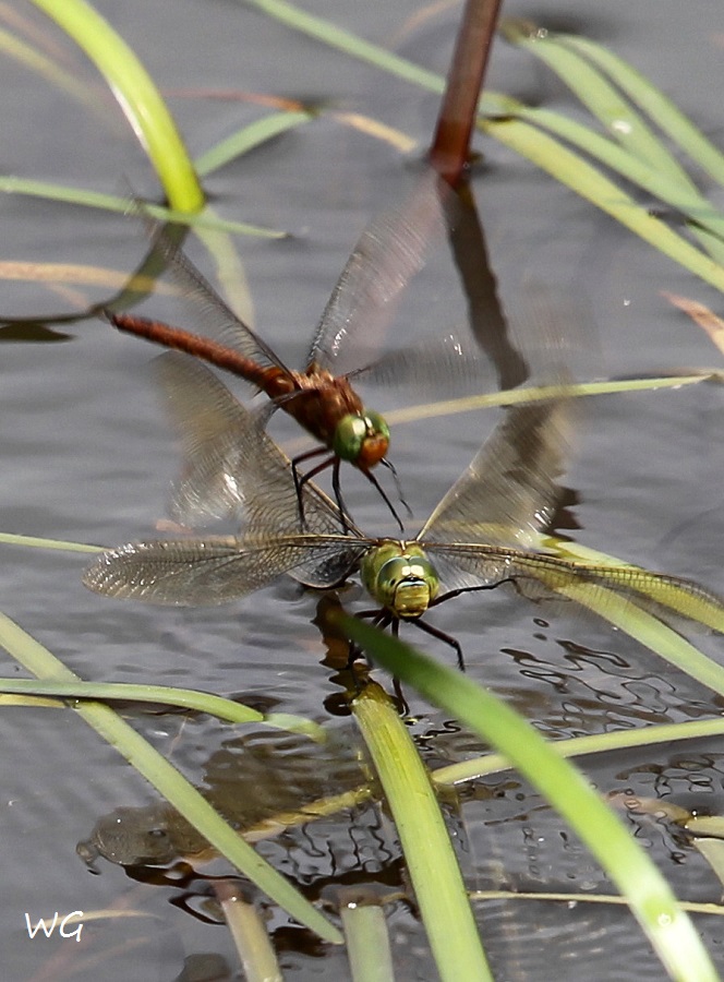 01 Aeschna isoceles + Anax imperator Keilfleck-Mosaikjungfer + Königslibelle (w) LibRdumsStMe 10.06.2018 078