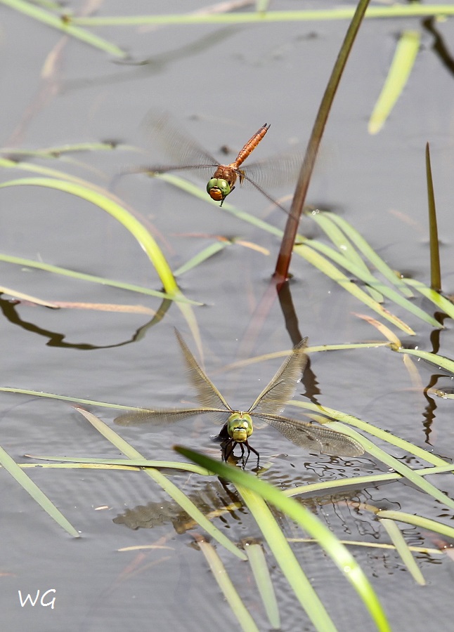 02 Aeschna isoceles + Anax imperator Keilfleck-Mosaikjungfer + Große Königslibelle  LibRdumsStMe 10.06.2018 082
