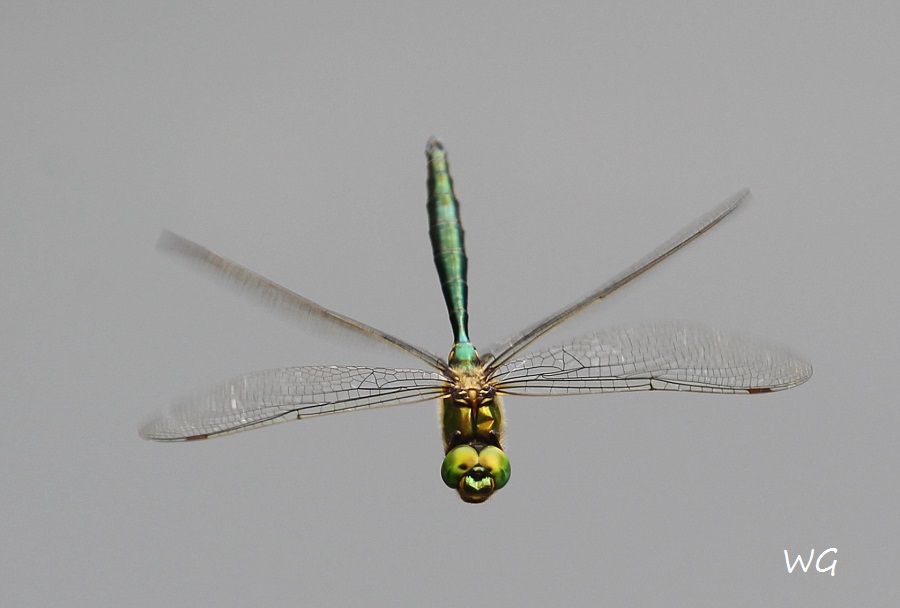 03 Somatochlora metallica  Smaragtlibelle LibRdumsStMe 10.06.2018 145