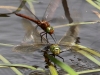 01 Aeschna isoceles + Anax imperator Keilfleck-Mosaikjungfer + Königslibelle (w) LibRdumsStMe 10.06.2018 078