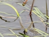 02 Aeschna isoceles + Anax imperator Keilfleck-Mosaikjungfer + Große Königslibelle  LibRdumsStMe 10.06.2018 082