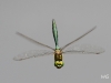 03 Somatochlora metallica  Smaragtlibelle LibRdumsStMe 10.06.2018 145
