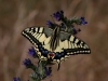 Papilio machaon SchwalbenschwanzSchmetterlinge II 27.06.2018 126
