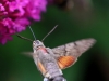 01 Taubenschwänzchen 15.08.2018 315