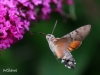 02 Taubenschwänzchen 15.08.2018 295