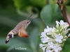 03 Taubenschwänzchen 15.08.2018 350