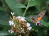 04 Taubenschwänzchen 15.08.2018 049