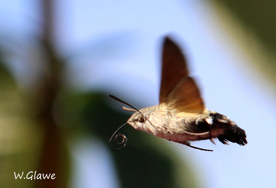 01 Macroglossum stellatarum Taubenschwaenzchen  RdumsStMe 16.09.2018 253