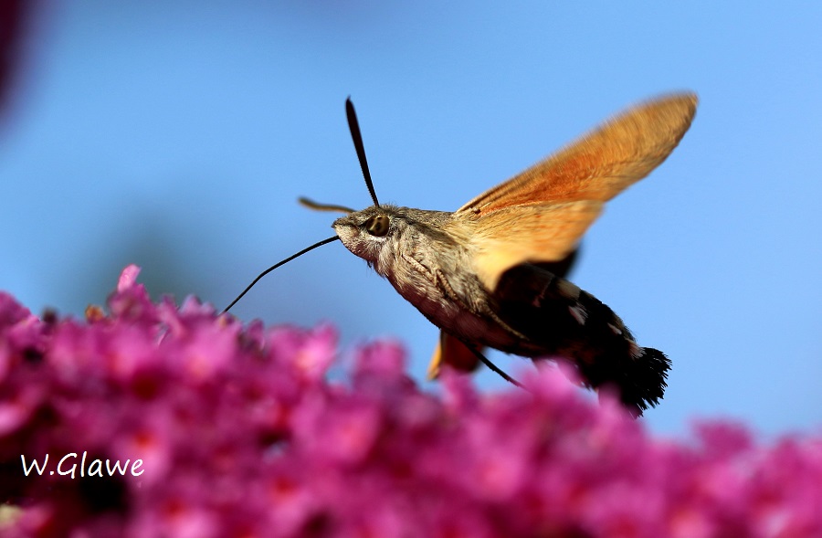 02 Macroglossum stellatarum Taubenschwaenzchen  RdumsStMe 16.09.2018 560