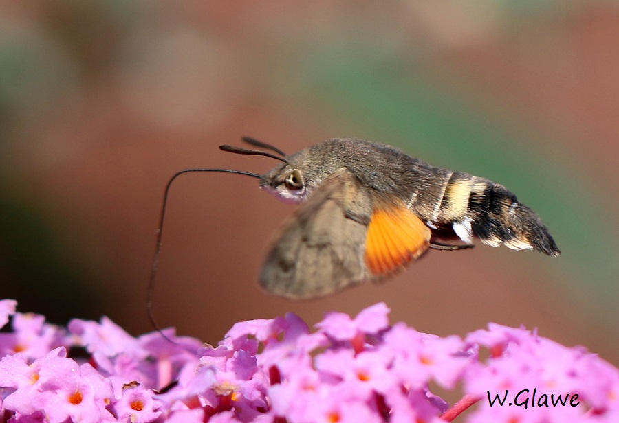 04 Macroglossum stellatarum Taubenschwaenzchen  RdumsStMe 16.09.2018 072