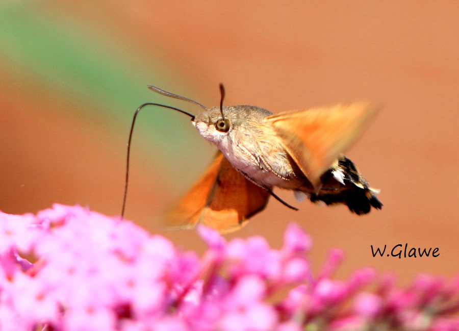 05 Macroglossum stellatarum Taubenschwaenzchen  RdumsStMe 16.09.2018 058