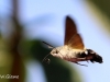 01 Macroglossum stellatarum Taubenschwaenzchen  RdumsStMe 16.09.2018 253
