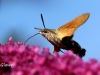 02 Macroglossum stellatarum Taubenschwaenzchen  RdumsStMe 16.09.2018 560
