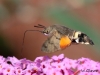 04 Macroglossum stellatarum Taubenschwaenzchen  RdumsStMe 16.09.2018 072