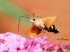 05 Macroglossum stellatarum Taubenschwaenzchen  RdumsStMe 16.09.2018 058