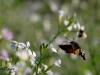 03 Taubenschwaenzchen Senffeld Rehburg 15.10.2018 051
