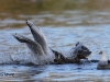 08 Stockente mit Fisch Grohei 03.11.2018 329