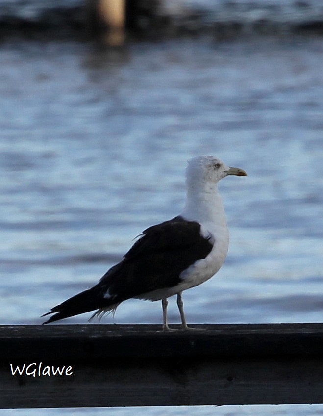 01  Heringsmoewe  Badeinsel  374