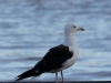 01  Heringsmoewe  Badeinsel  374
