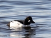 02  Schellente  Badeinsel   415