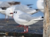 HW03 Lachmoewe 04.12.2018 039
