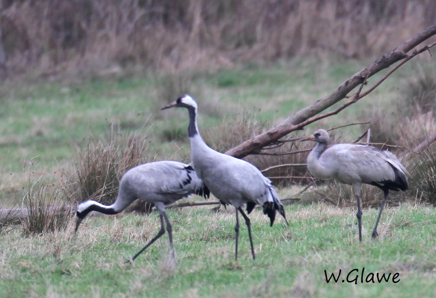 01  Kranichfamilie Rehburg 16.01.2019 075