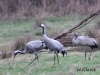 01  Kranichfamilie Rehburg 16.01.2019 075