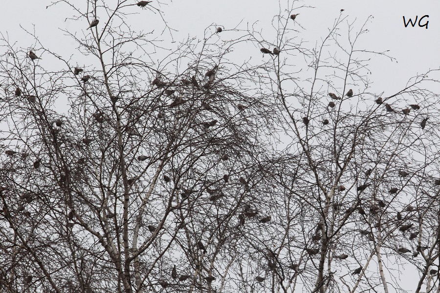 02 Zeisige Badeinsel 28.01.2019 036