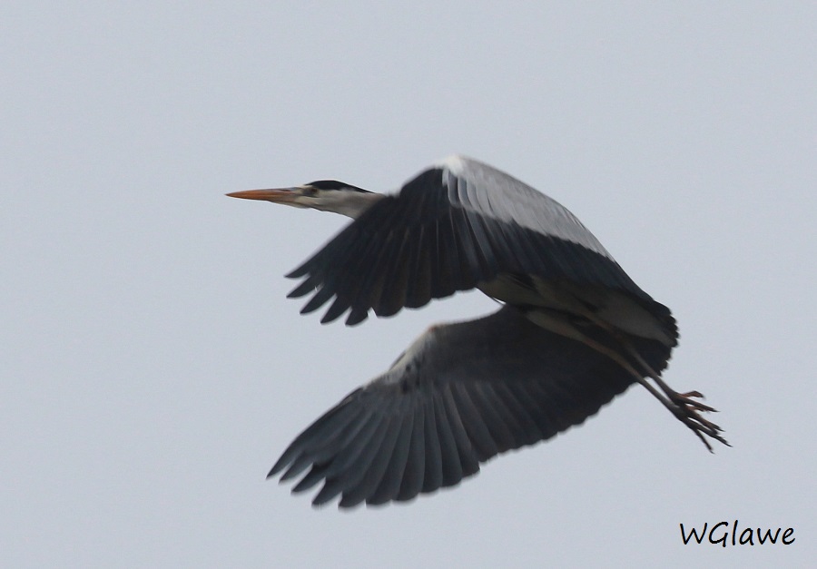04 Graureiher Badeinsel  28.01.2019 069