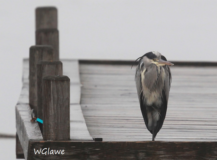 05 Greureiher Bedeinsel  28.01.2019 118
