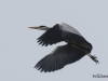 04 Graureiher Badeinsel  28.01.2019 069